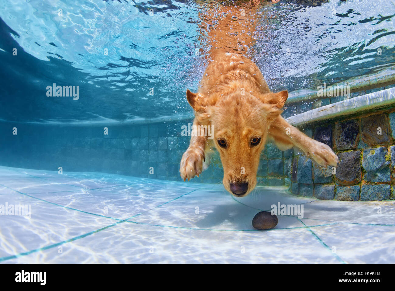Spielerische golden Retriever-Welpe im Schwimmbad hat Spaß - springen und tauchen tief nach unten unter Wasser Stein abrufen. Stockfoto