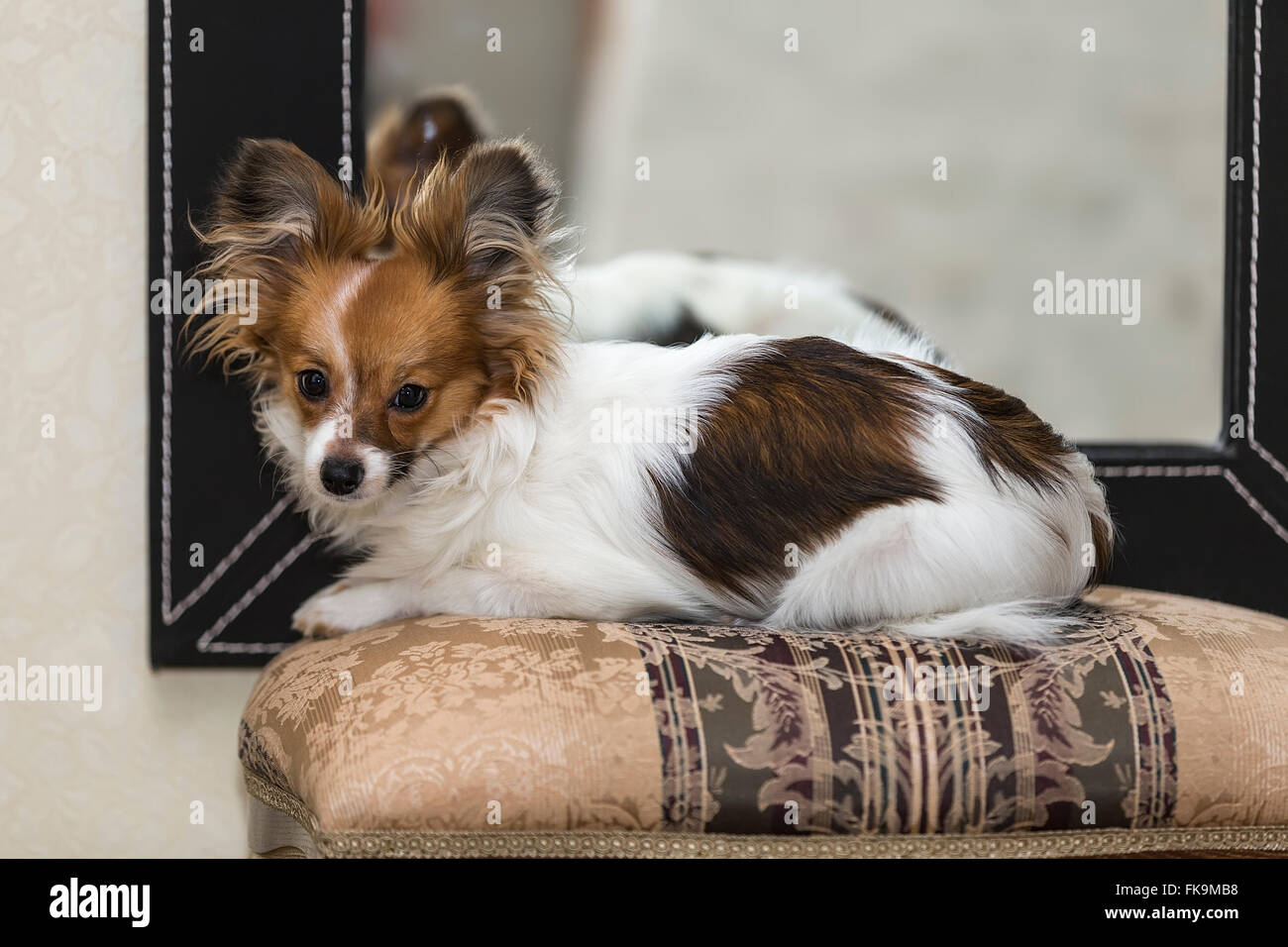 Papillon Hund (Canis Lupus Familiaris)/Continental Toy Spaniel, Schmetterling Hund Stockfoto