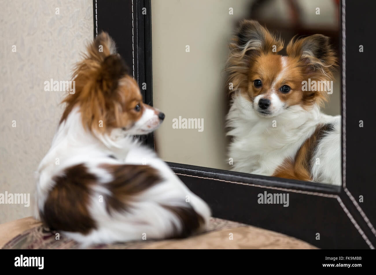 Papillon Hund (Canis Lupus Familiaris)/Continental Toy Spaniel, Schmetterling Hund Stockfoto
