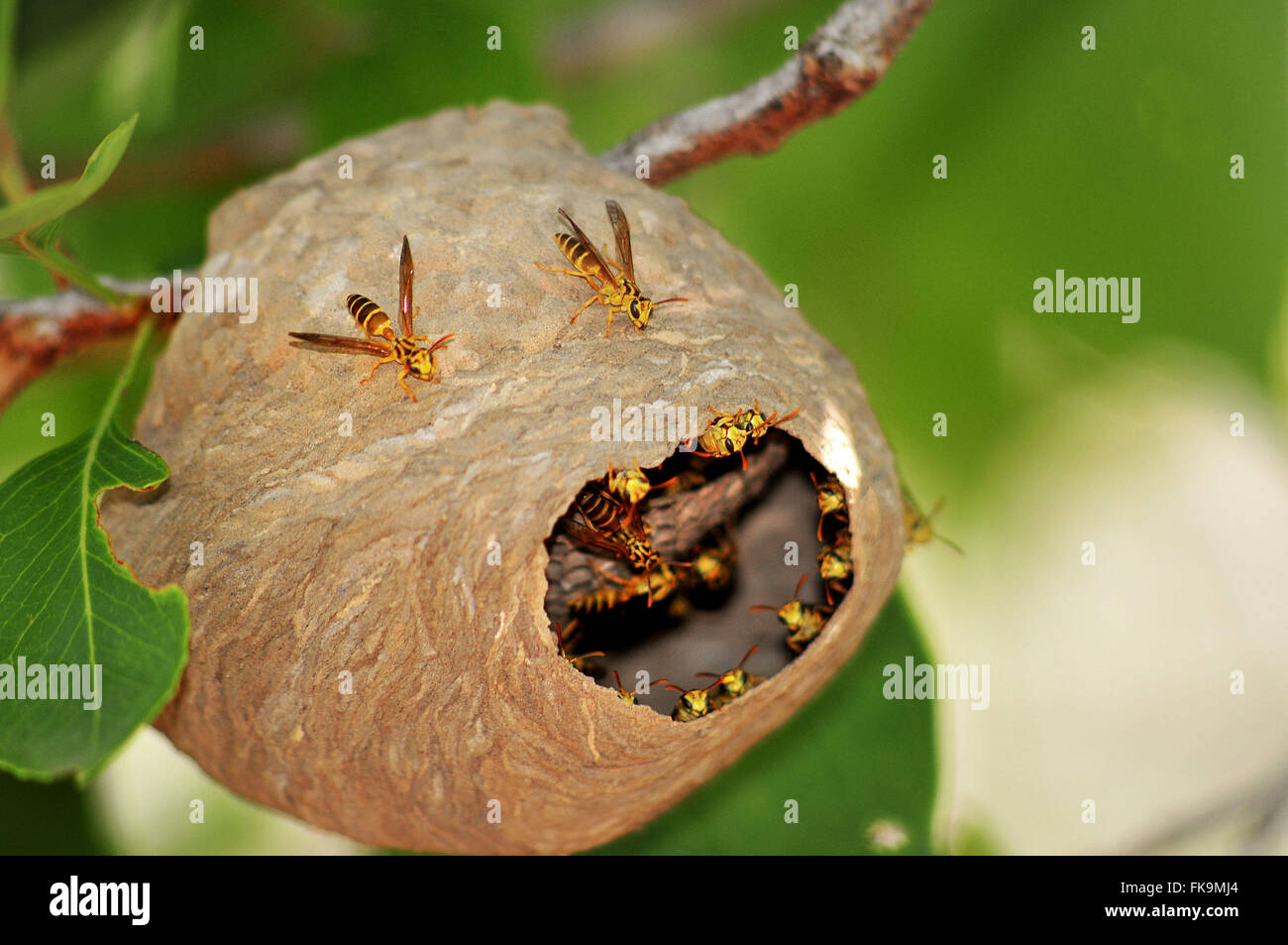 Nach Hause Wespe auf dem Ast eines Baumes gebaut Stockfoto