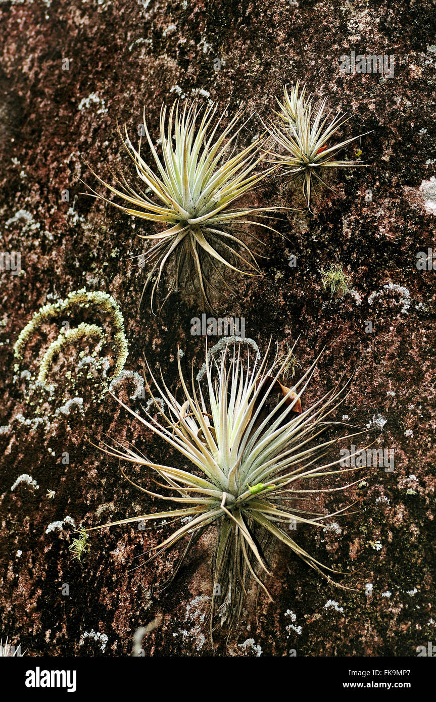 Bromelien Rupicola oder Rock - wachsen auf den Felsen - Eisenbahn Ecologica Sierra scharlachrote Aras Stockfoto