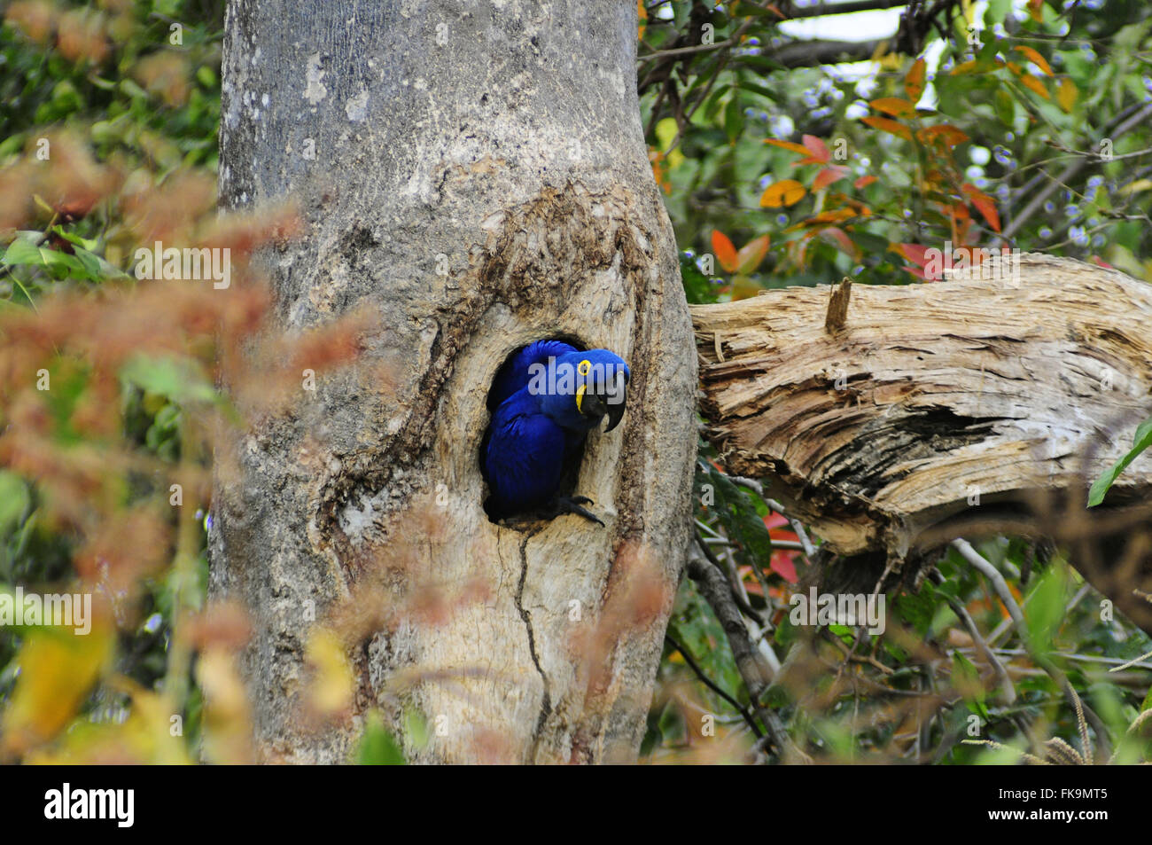 Ara im Pantanal der großen Pocone - Anodorhynchus hyacinthinus Stockfoto