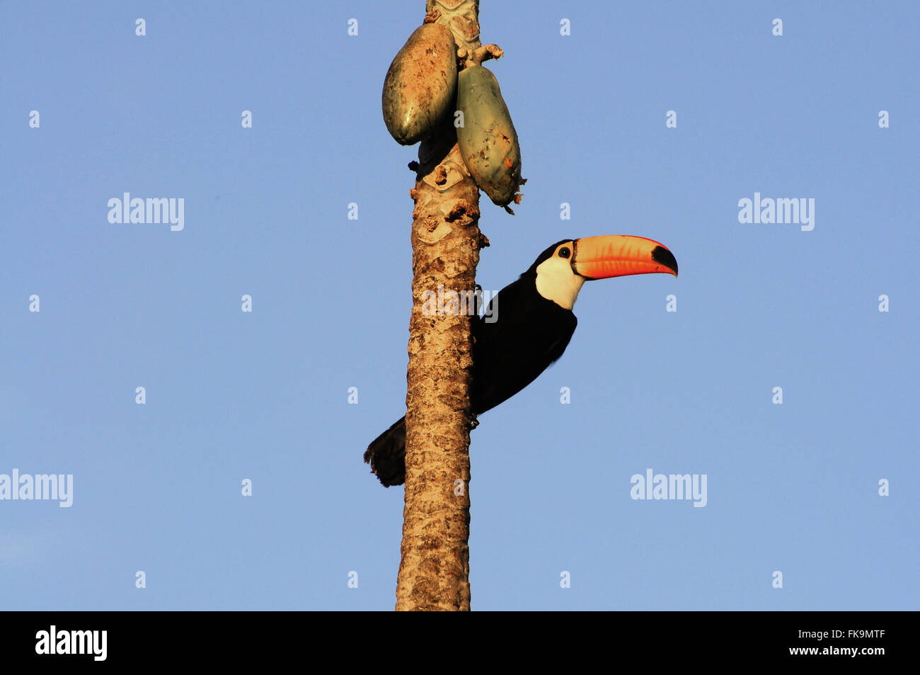 Riesentukan im Pantanal Pocone - Ramphastos toco Stockfoto