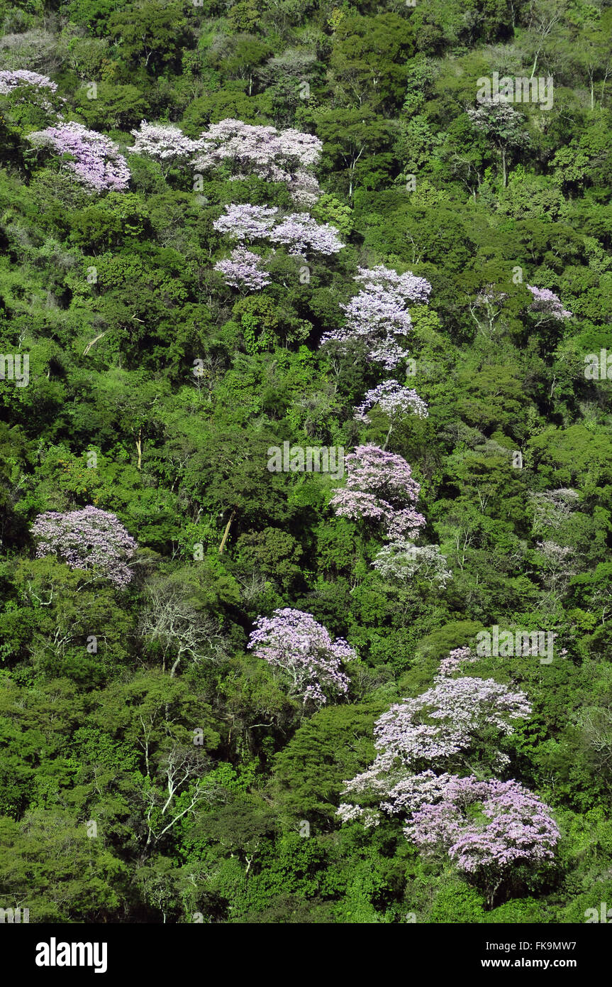 Draufsicht der Vegetation und der Ipe-lila Blüte Stockfoto