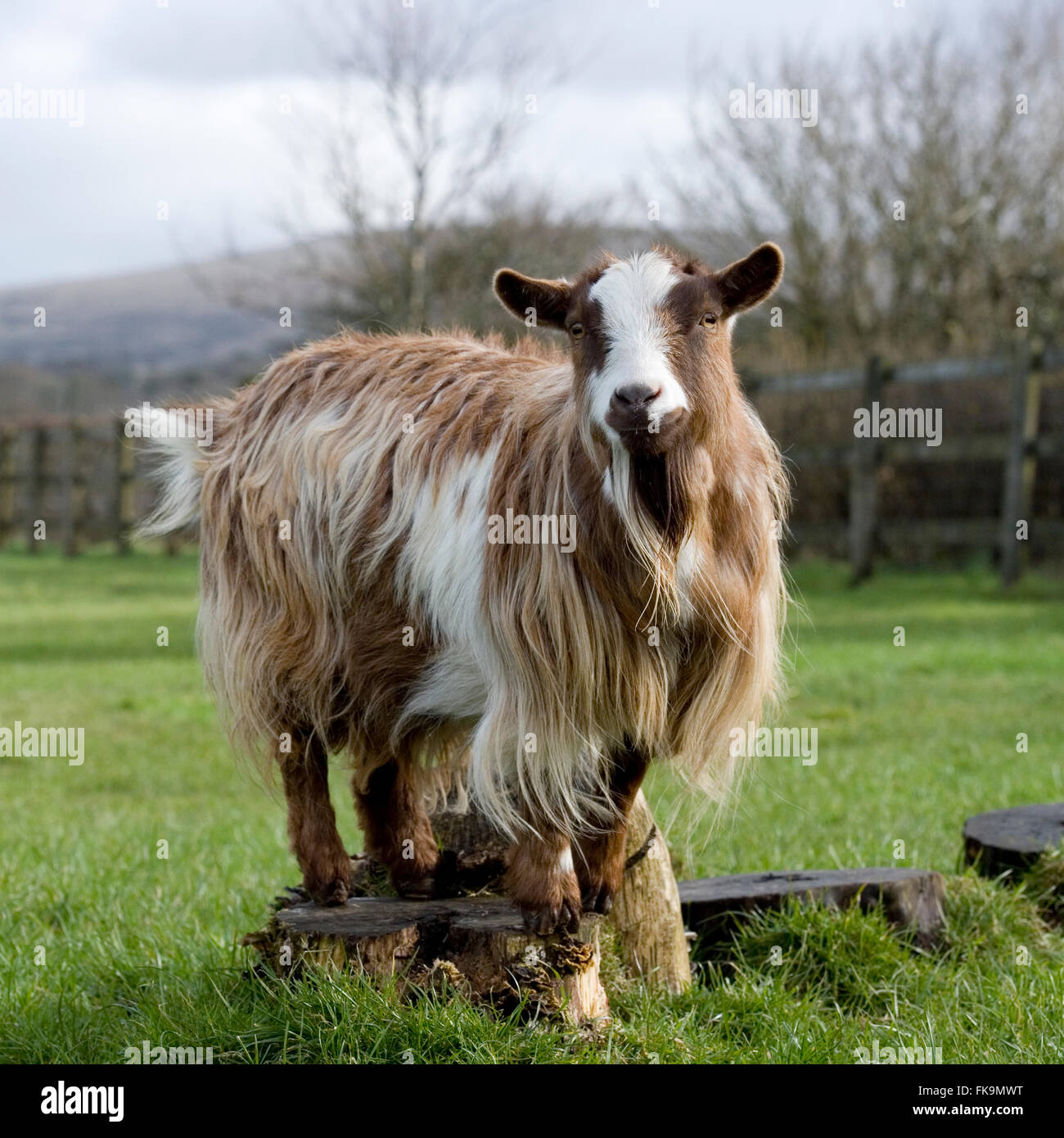 Pygmy goat Stockfoto