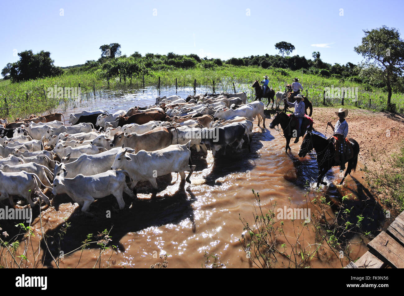 Entourage von Fußgängern bewegen Vieh auf der Suche nach Shootings oder Weiden zu Beginn des trockenen Stockfoto