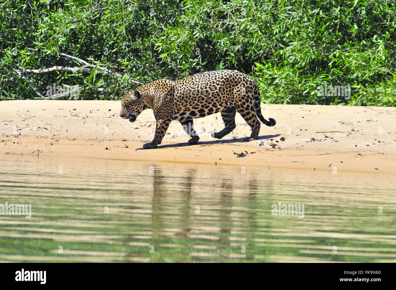 Jaguar - Panthera Onca Palustris - Männchen in Flussstrand des Flusses Piquiri Stockfoto