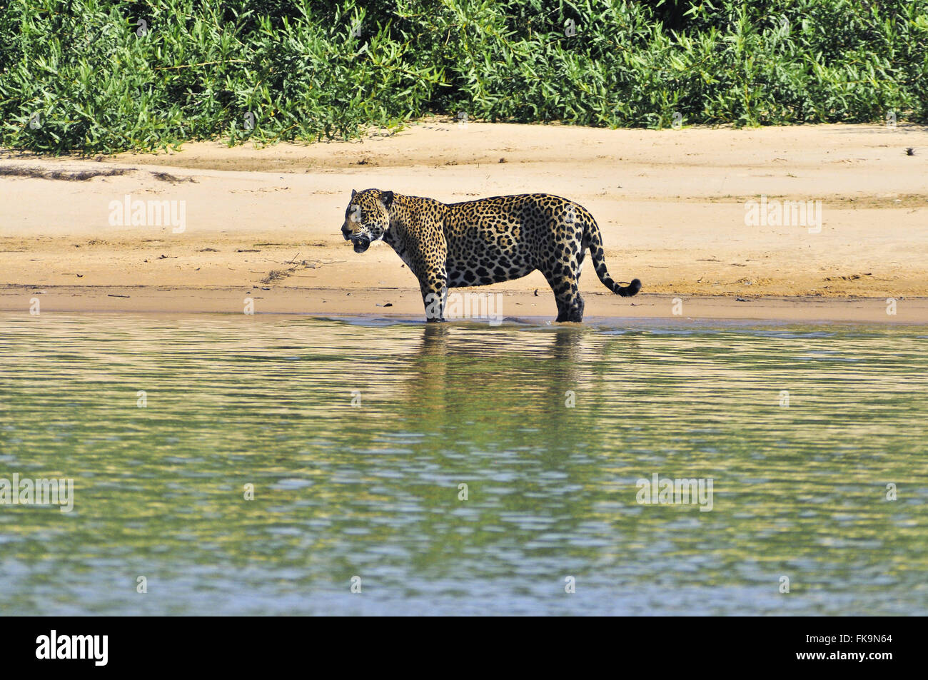 Jaguar - Panthera Onca Palustris - Männchen im Flussstrand am Ufer des Flusses Piquiri Stockfoto