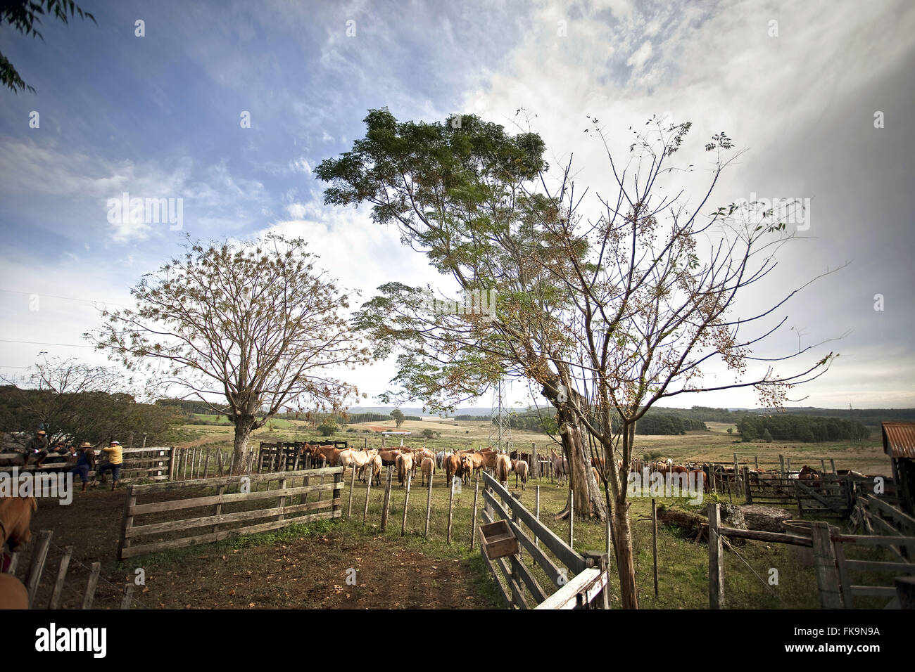 Schaffung eines kreolischen Pferdes bleiben Curticeras in Uruguay Stockfoto
