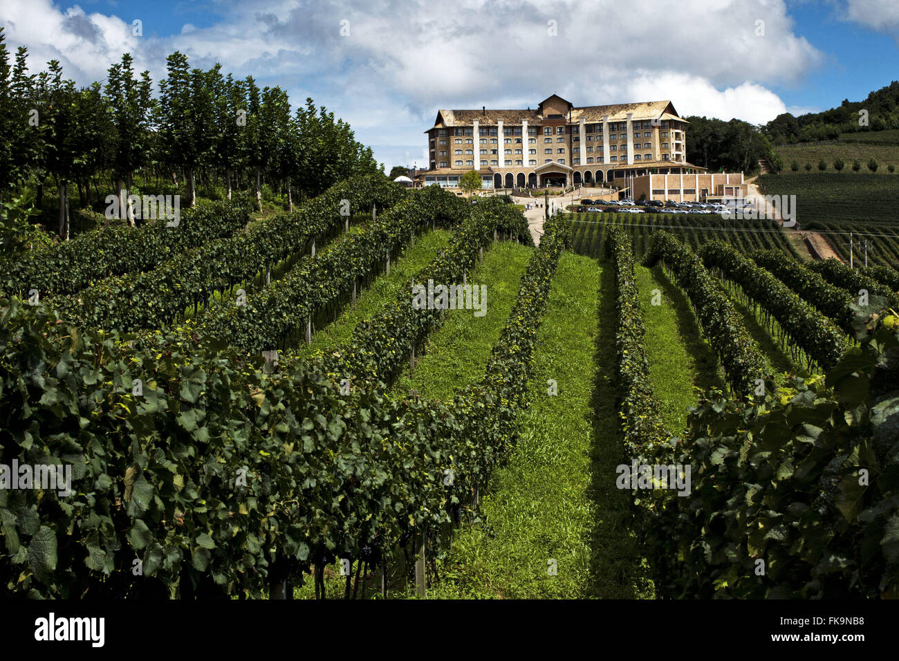 Pflanzung von Weintrauben - Tal der Weinberge - & Wellnessbereich des Hotels Vinho Caudalie Stockfoto