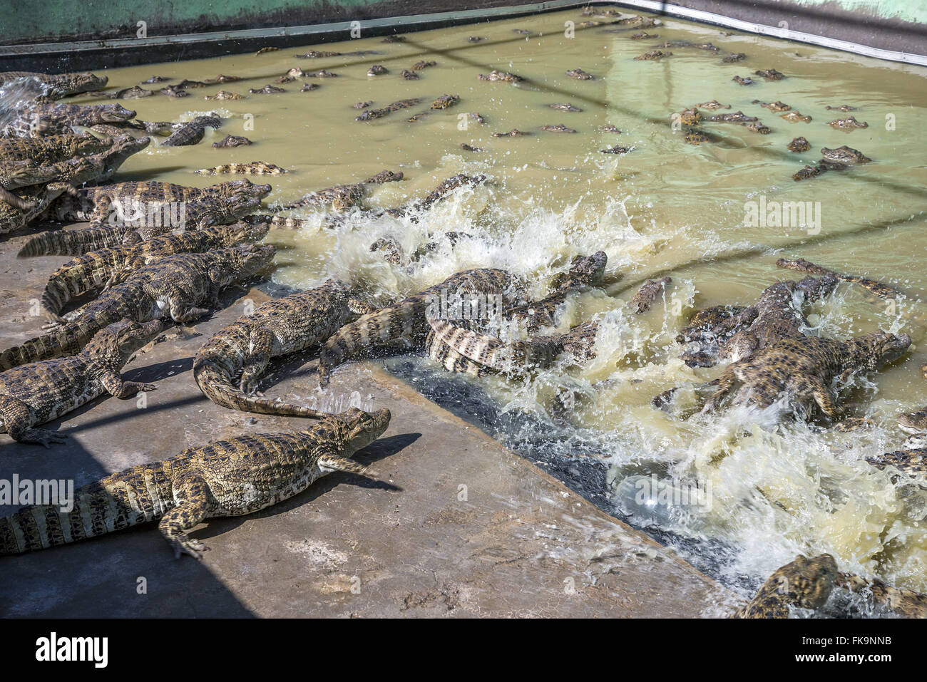 Breit-snouted Kaiman-Erstellung Stockfoto
