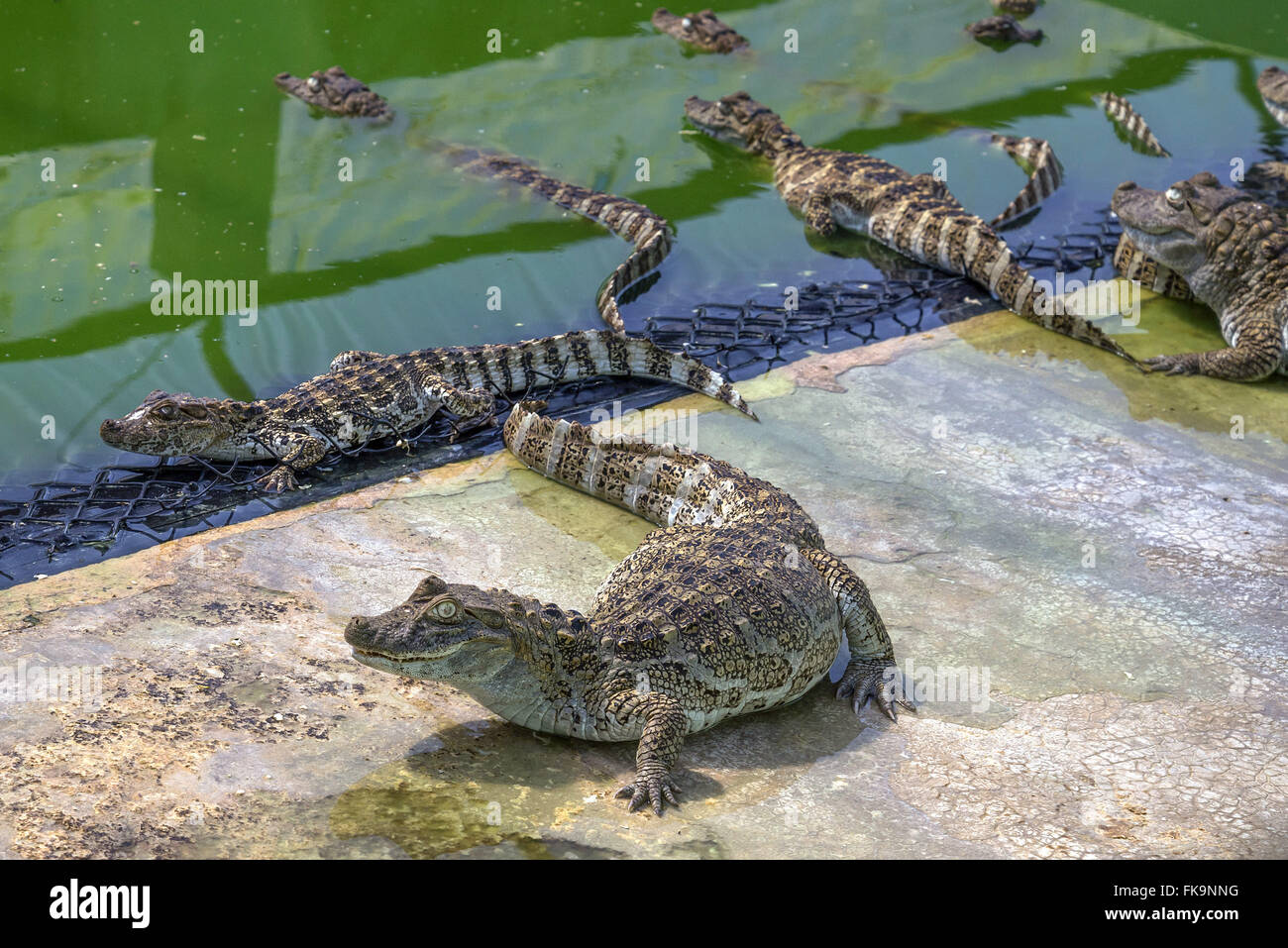 Breit-snouted Kaiman-Erstellung Stockfoto