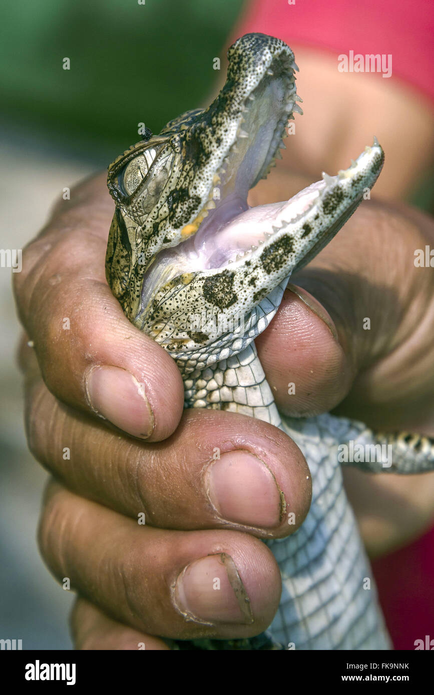 Neugeborene Welpen in Hand Schöpfer der breit-snouted Kaiman Stockfoto