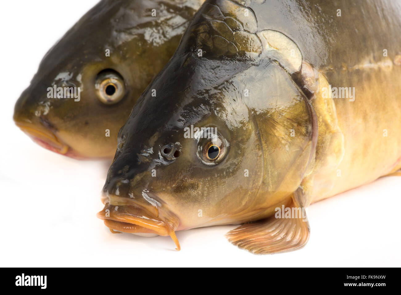 Spiegelkarpfen - mit einem Gewicht von 3 Pfund Fisch isoliert auf weißem Hintergrund Stockfoto