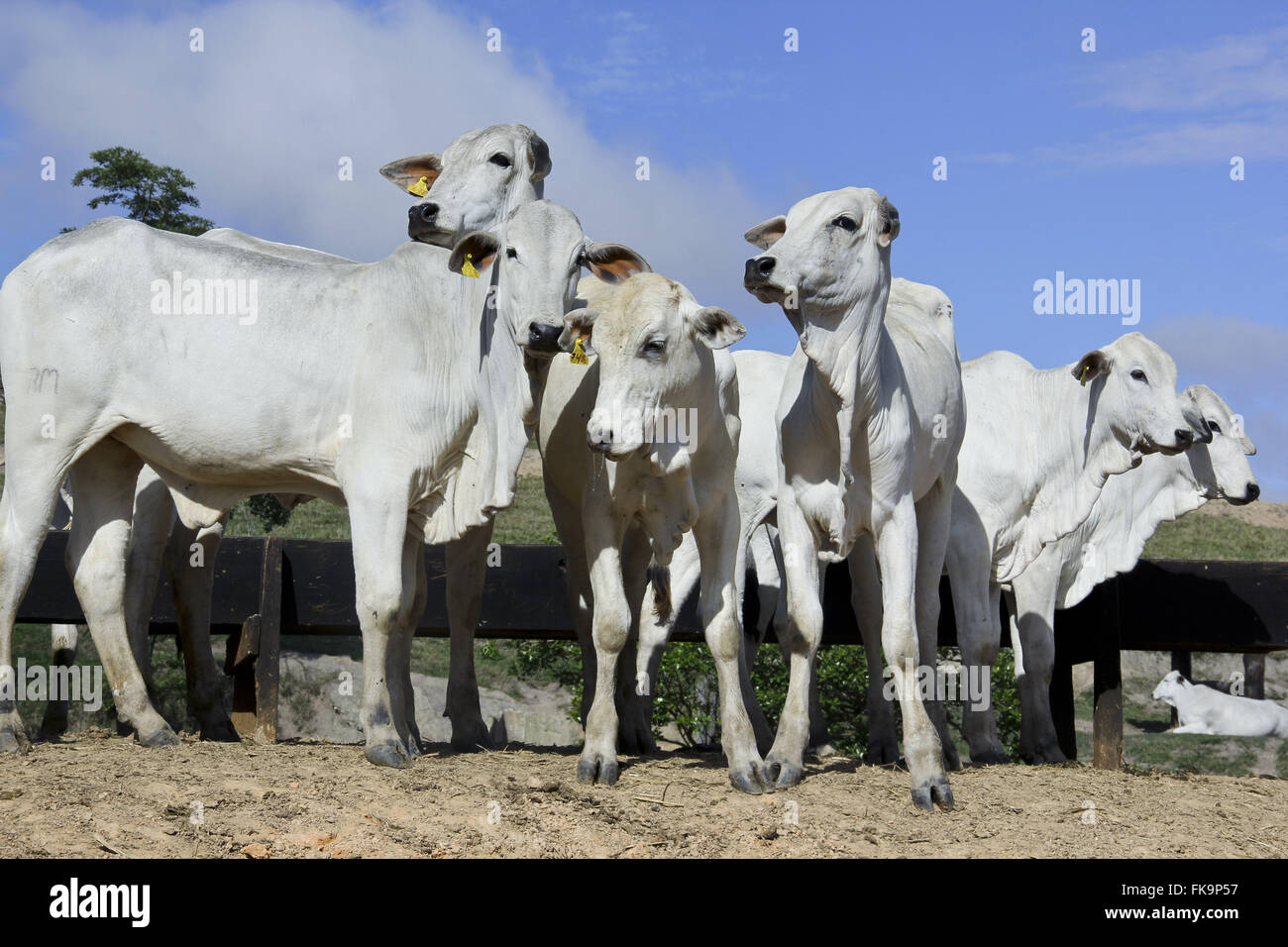 Erstellung von Nelore Rinderfarm in Sierra Smash Cangalha Stockfoto