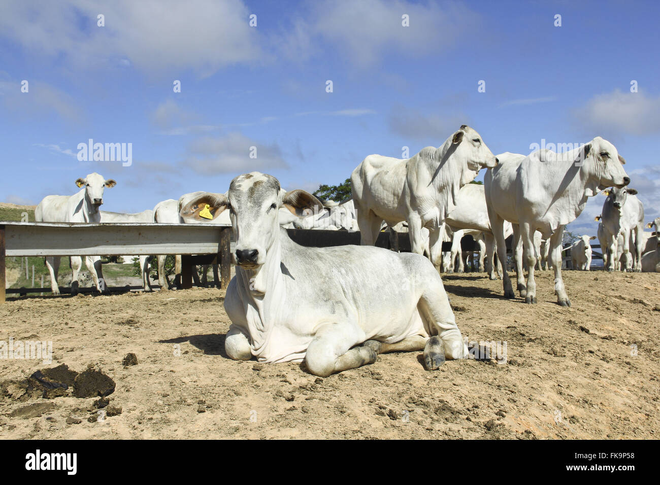 Erstellung von Nelore Rinderfarm in Sierra Smash Cangalha Stockfoto