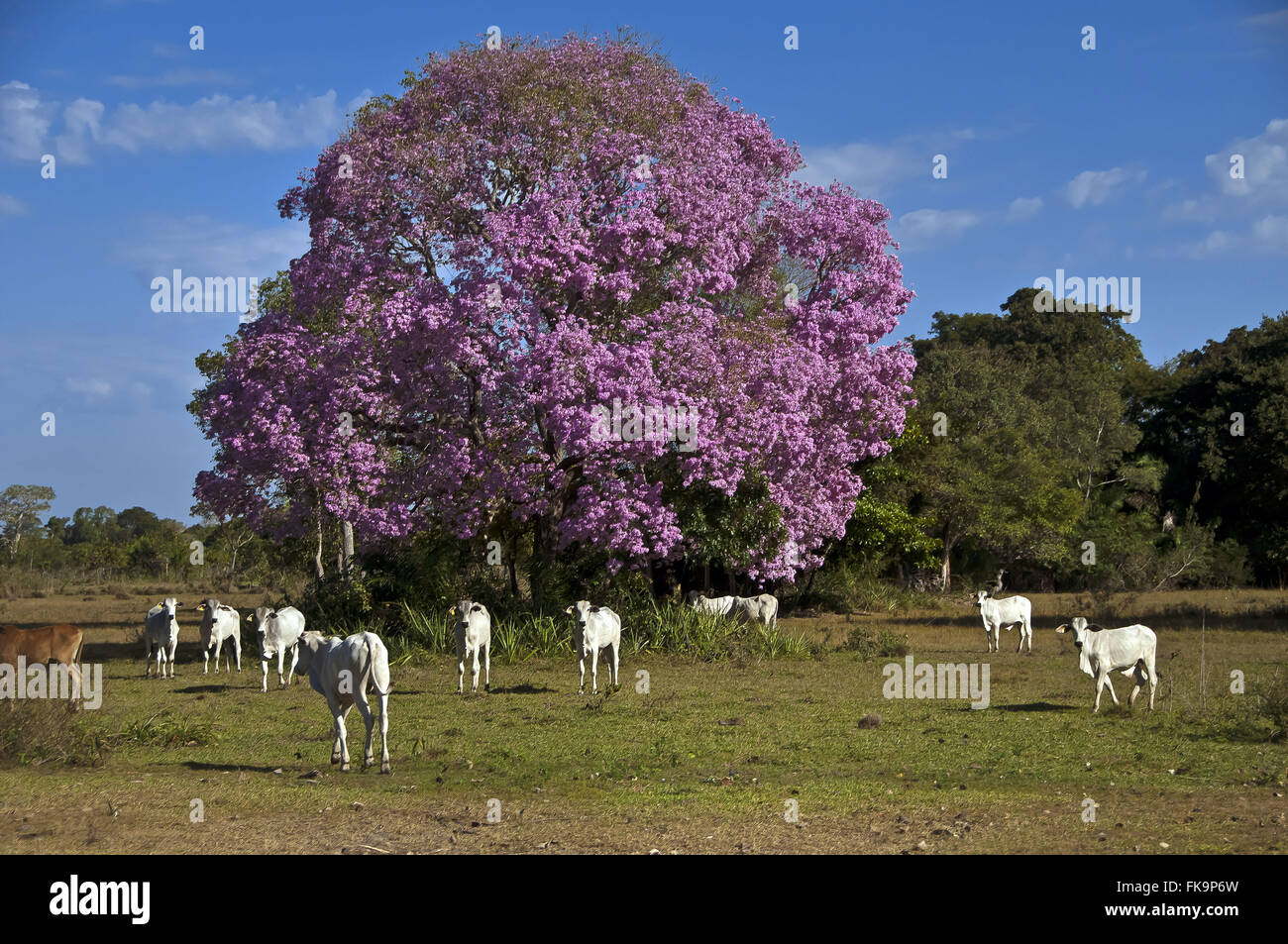Rinder auf der Weide zwischen Ipes-lila oder pink Ipe genannt auch Piuva - Tabebuia sp Stockfoto