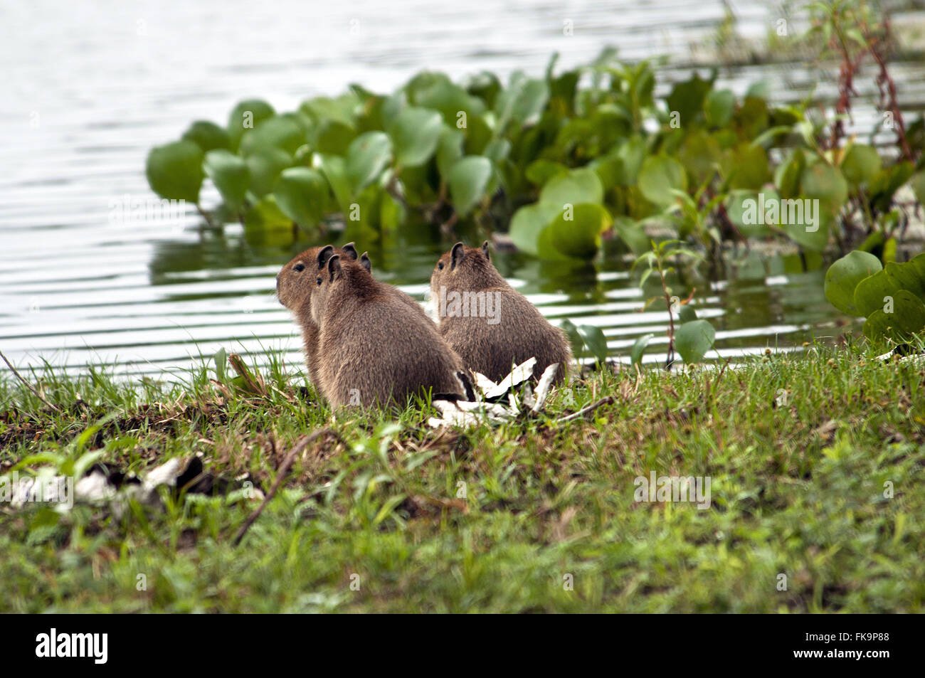 Capybara in Pantanal - Hydrochoerus Hydrochaeris Stockfoto