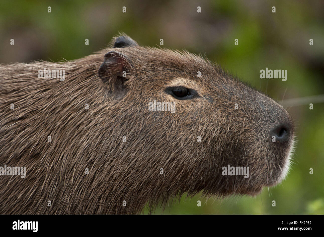 Capybara in Pantanal - Hydrochoerus Hydrochaeris Stockfoto