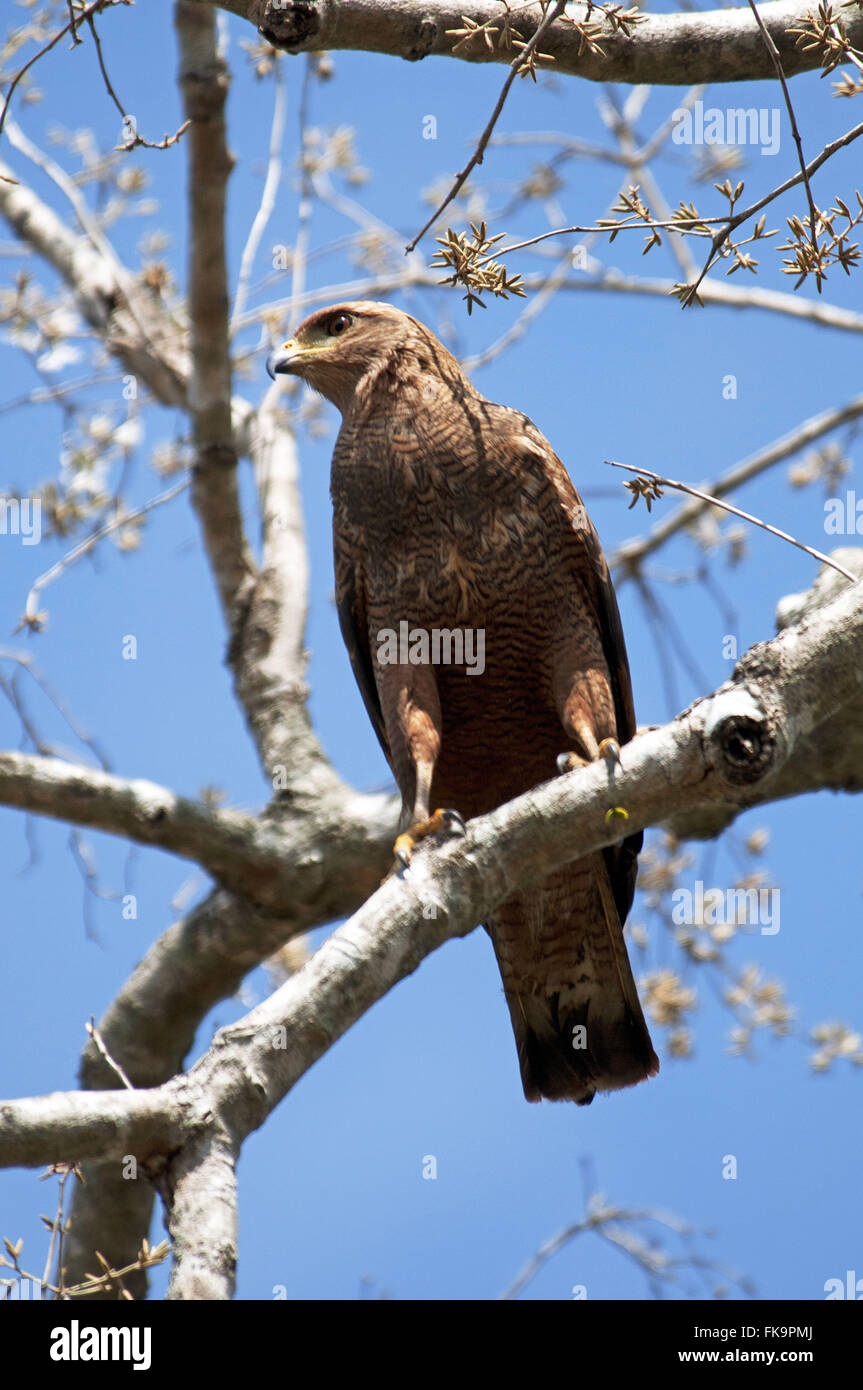 Caboclo Hawk hocken auf AST - Buteogallus Meridionalis - Pantanal Stockfoto