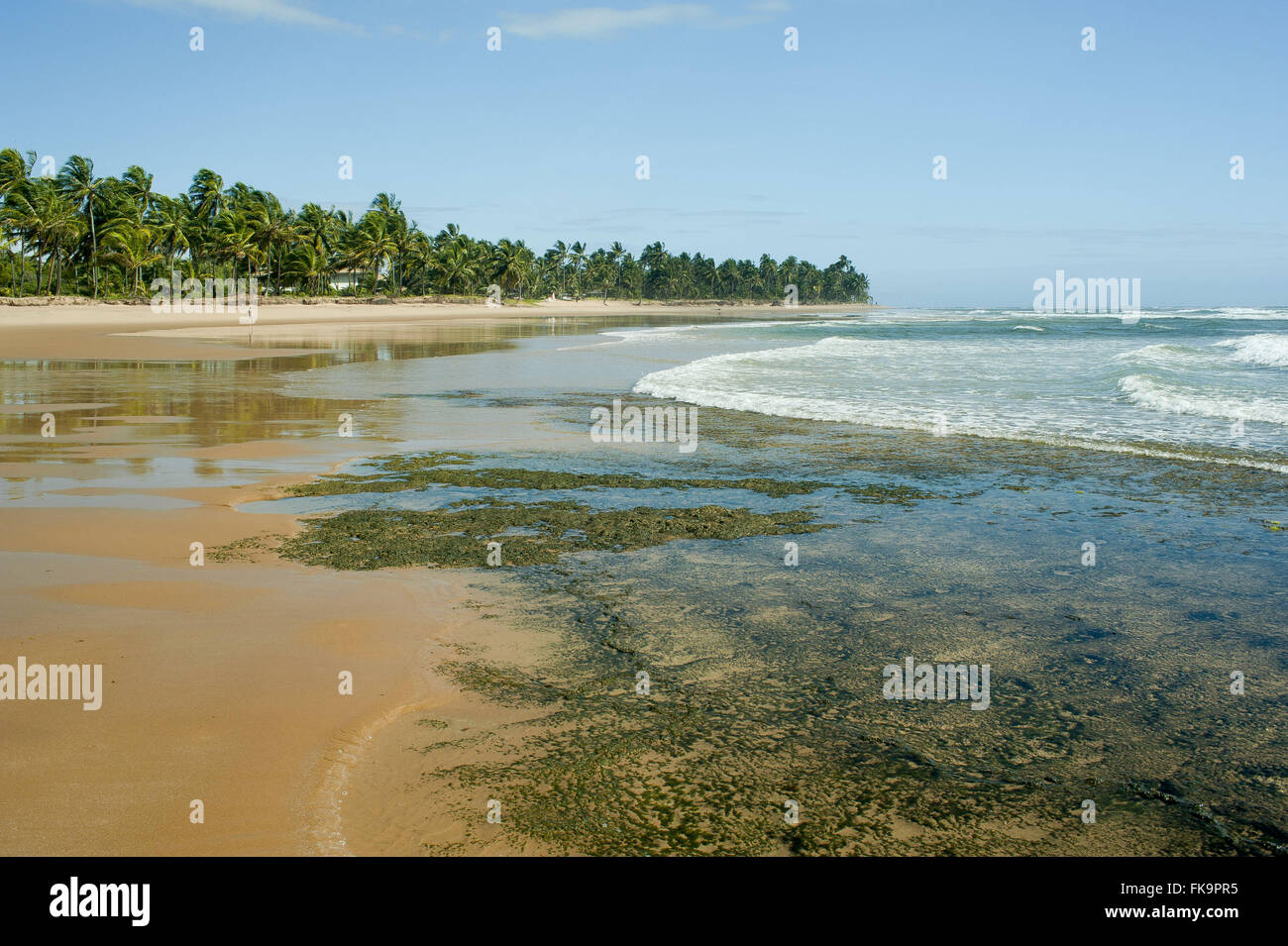 Algen an den Strand Taipu heraus - Marau Peninsula - südlich von Bahia Stockfoto