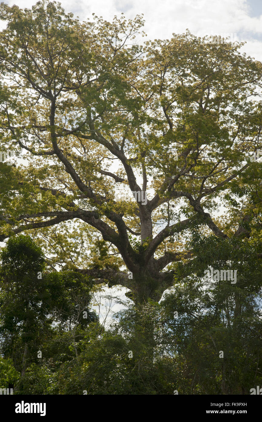 Kapok-Baum oder Samauma - Ceiba pentandra Stockfoto