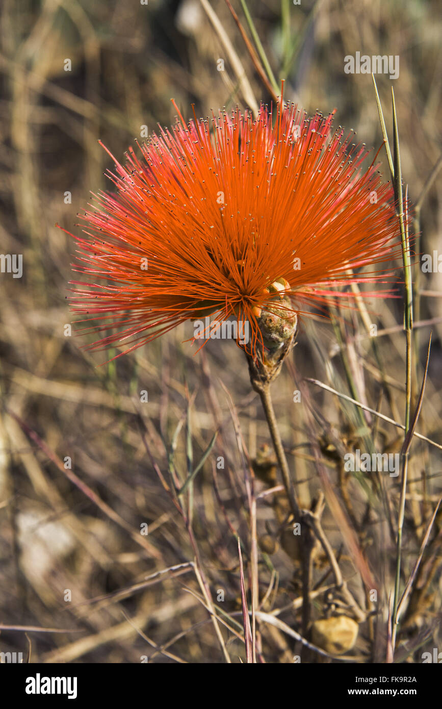 Blume von Savannah - Calliandra Dysantha - Symbolblume des Cerrado - auch bekannt als caliandra Stockfoto