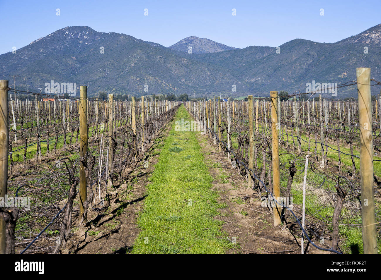 Pflanzung von Bio Traube im chilenischen winter Stockfoto