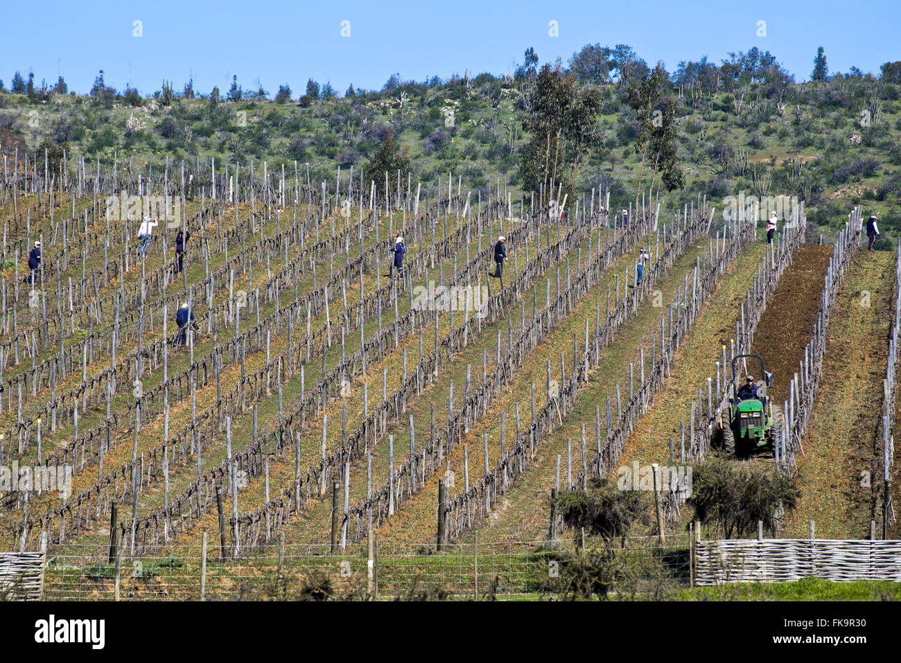 Arbeiter in der Plantage von Bio Weinbau Bio-Wein Stockfoto