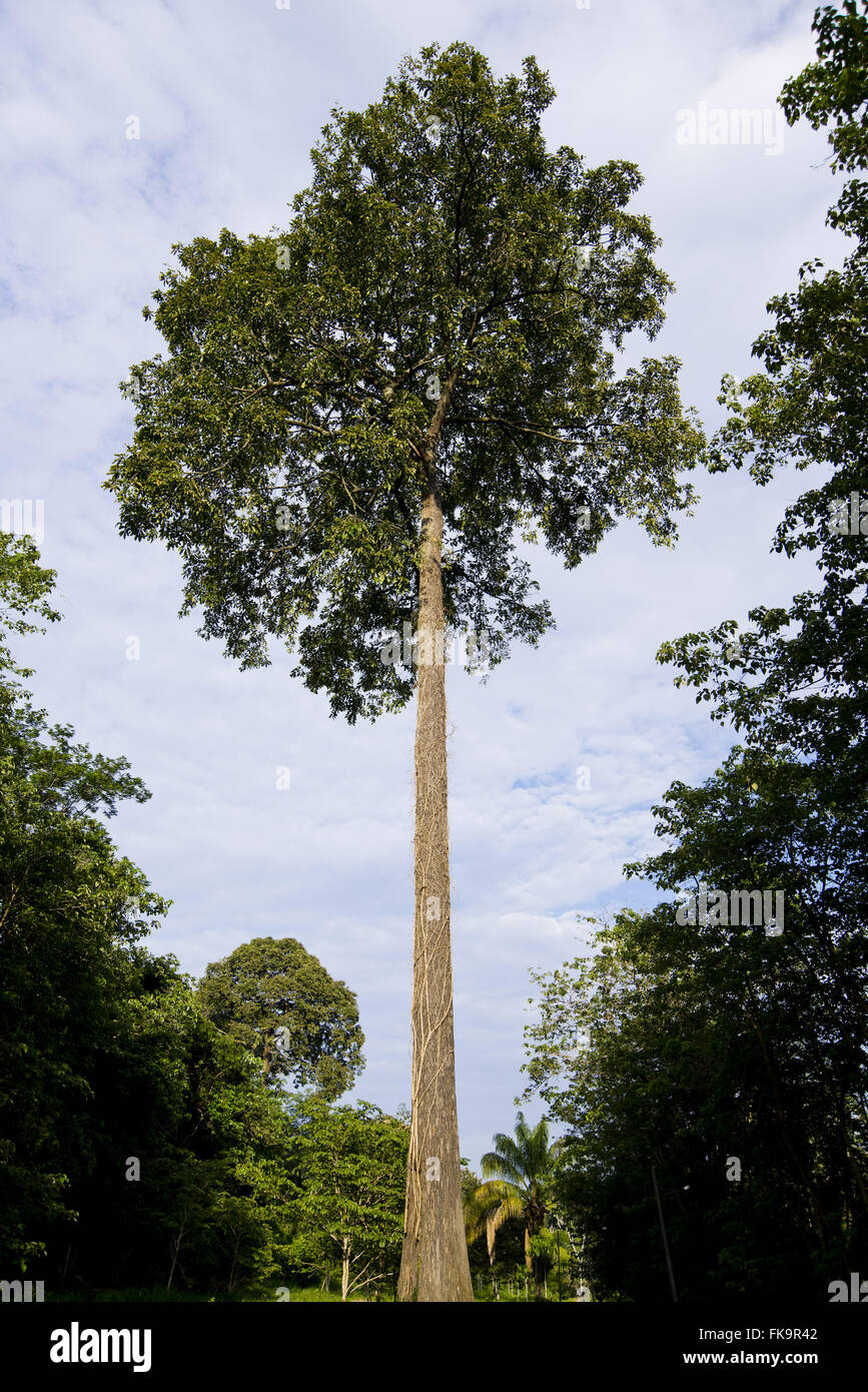 Mutter oder einer Paranuss - Bertholletia excelsa Stockfoto