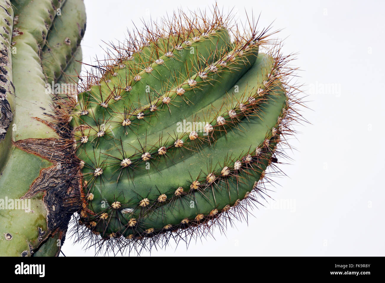 Kaktus Wüste in Arizona Stockfoto