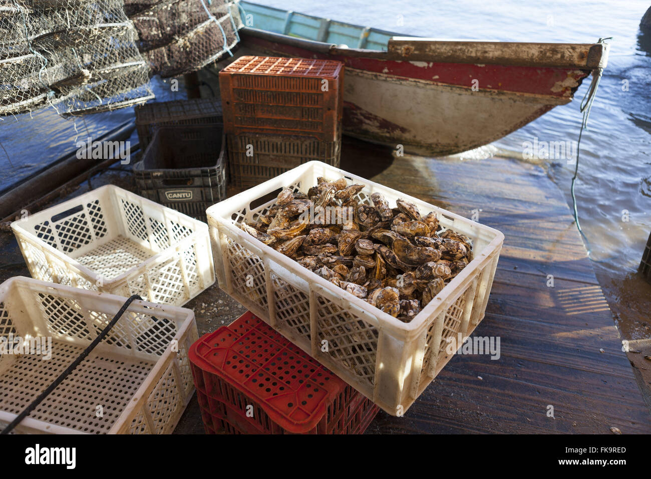 Boxen mit marine Muscheln Farm - Anbau von Austern und Muscheln Stockfoto
