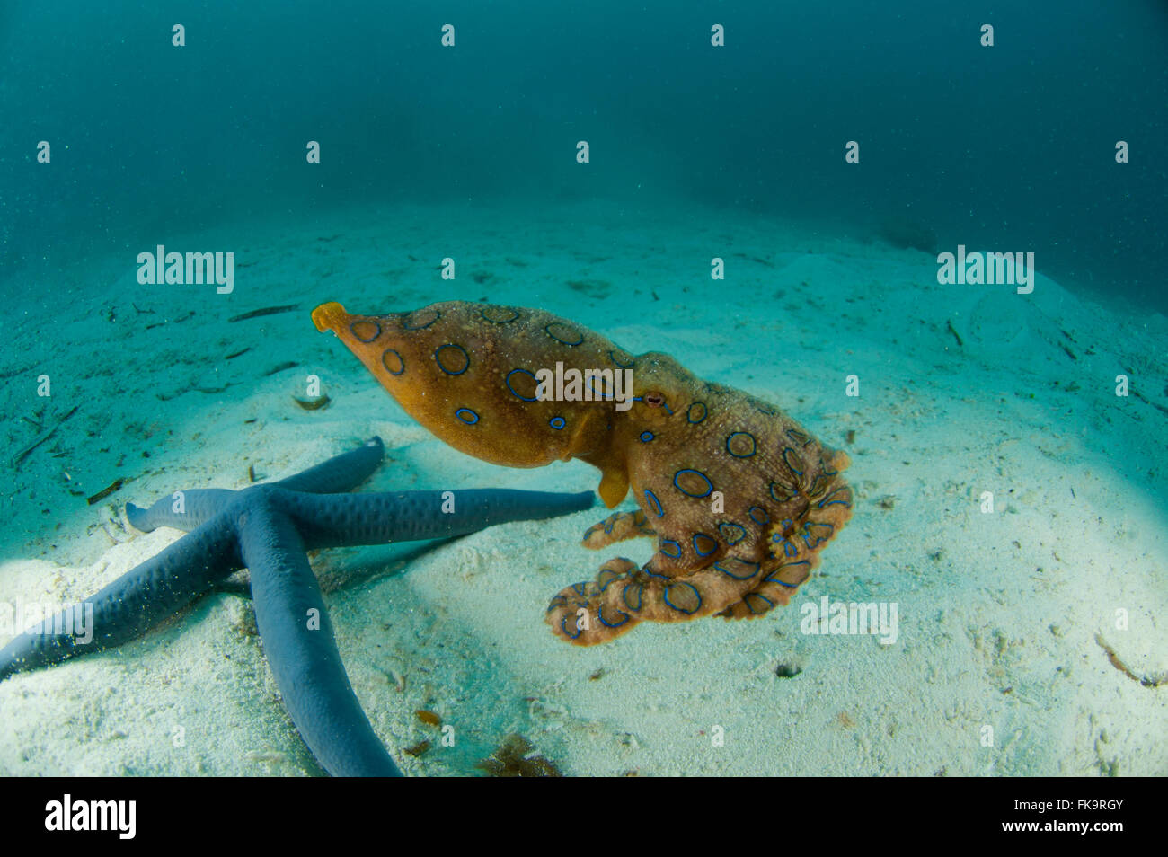 Blau-beringte Krake (Hapalochlaena Lunulata) am weißen Sandstrand mit Blauer Seestern (Linckia Laevigata) Stockfoto