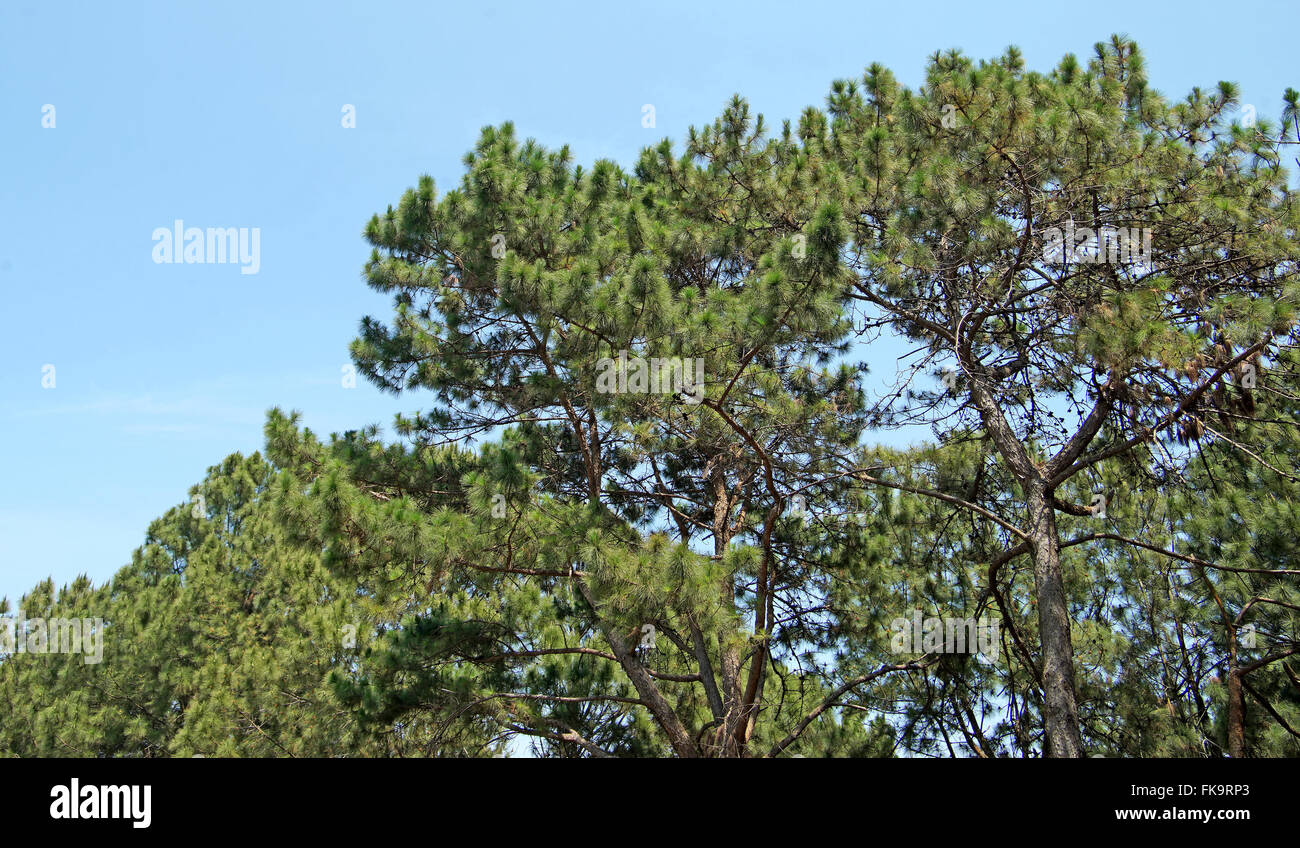 grünen Kiefernwald mit schönen Himmelshintergrund Stockfoto