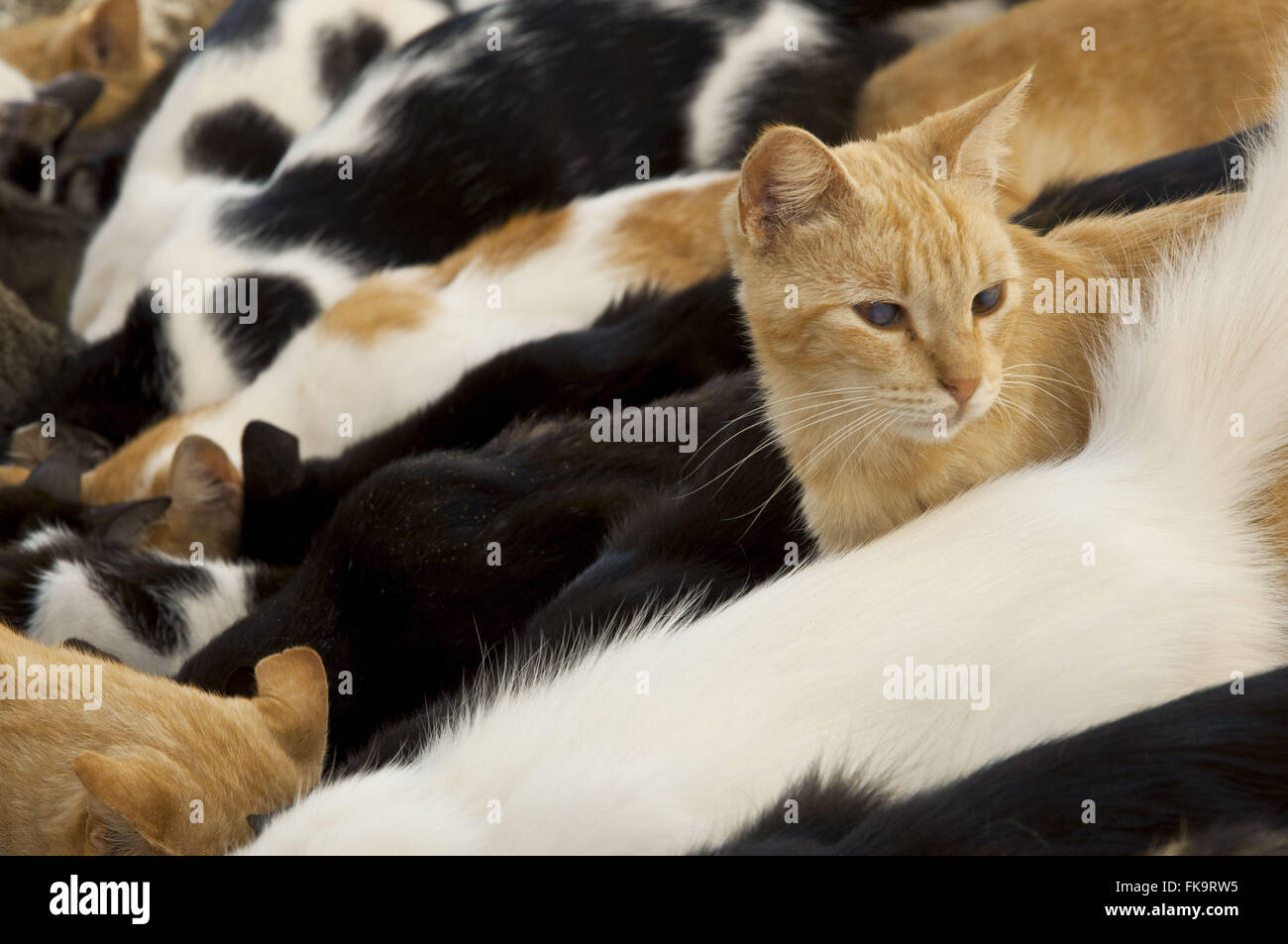 Katzen - Felis Catus Stockfoto
