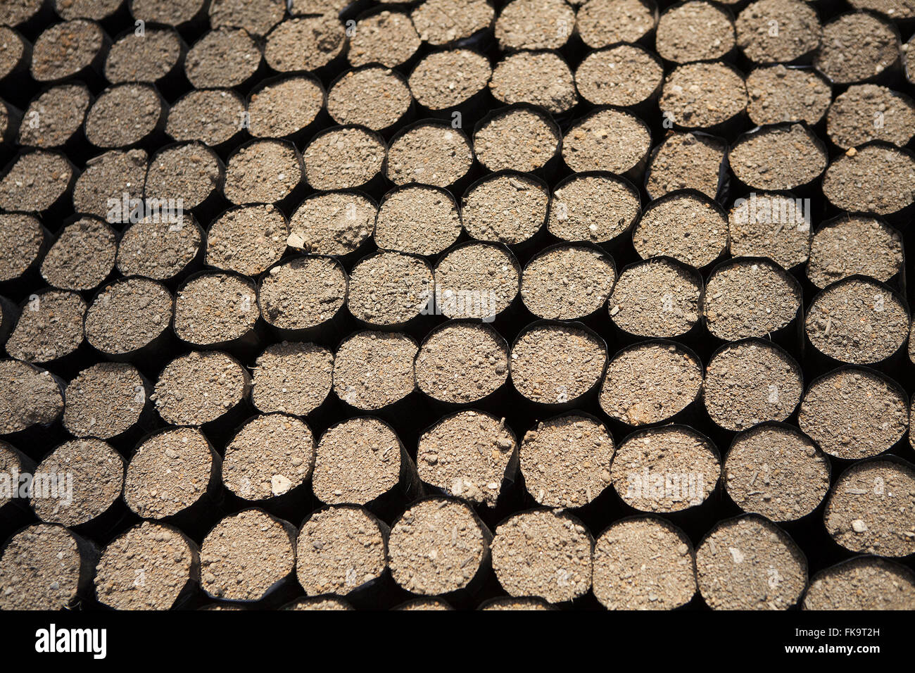 Taschen zum Anpflanzen von Setzlingen des Regenwaldes für die Wiederaufforstung in ländliches Anwesen Stockfoto