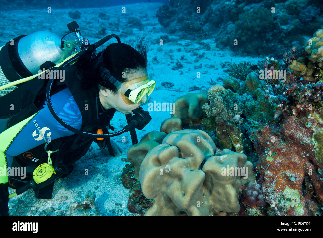 Taucher und Reef Octopus im Korallenriff {Octopus Cyaneus} Stockfoto