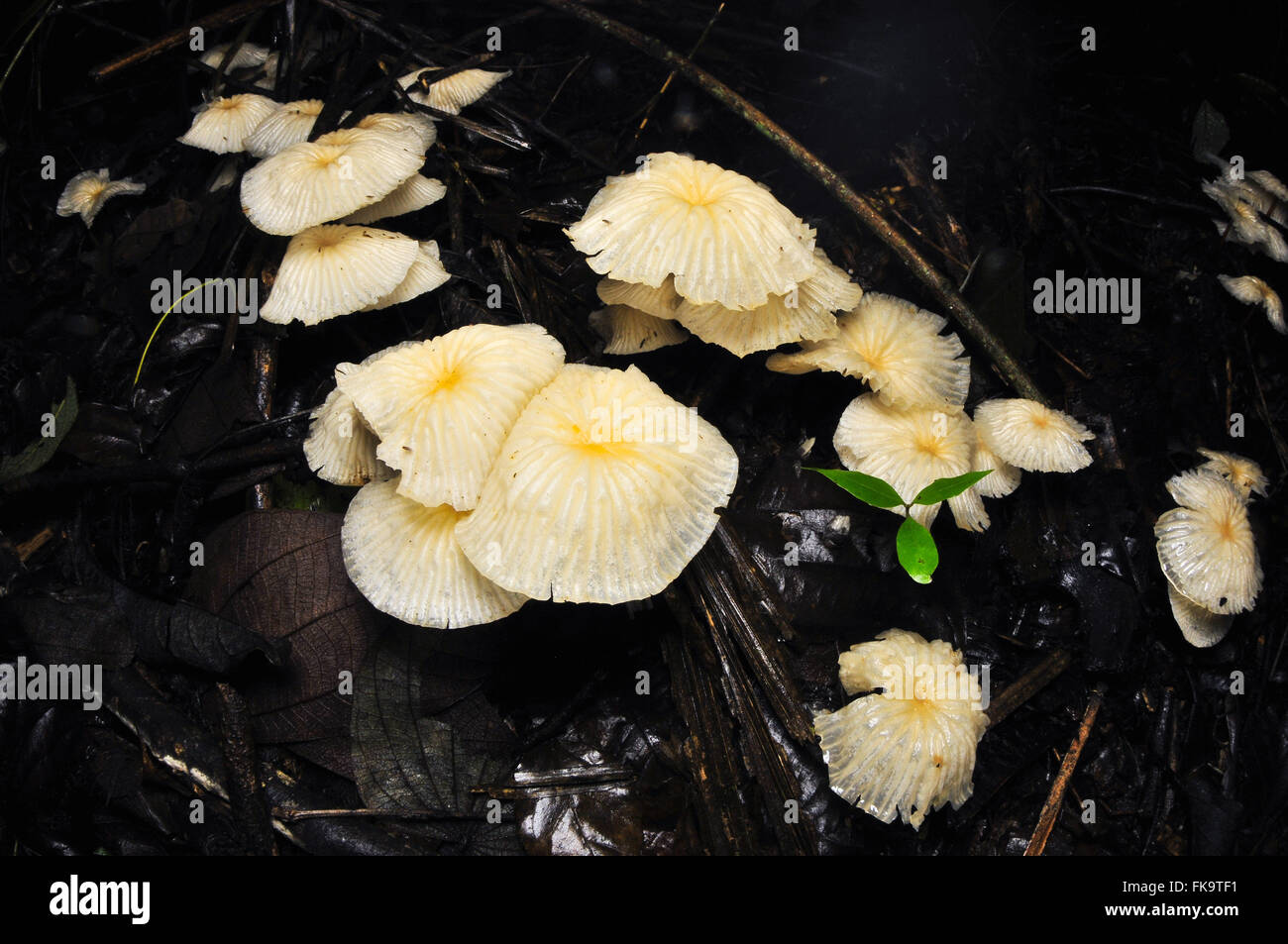 Pilze Stockfoto