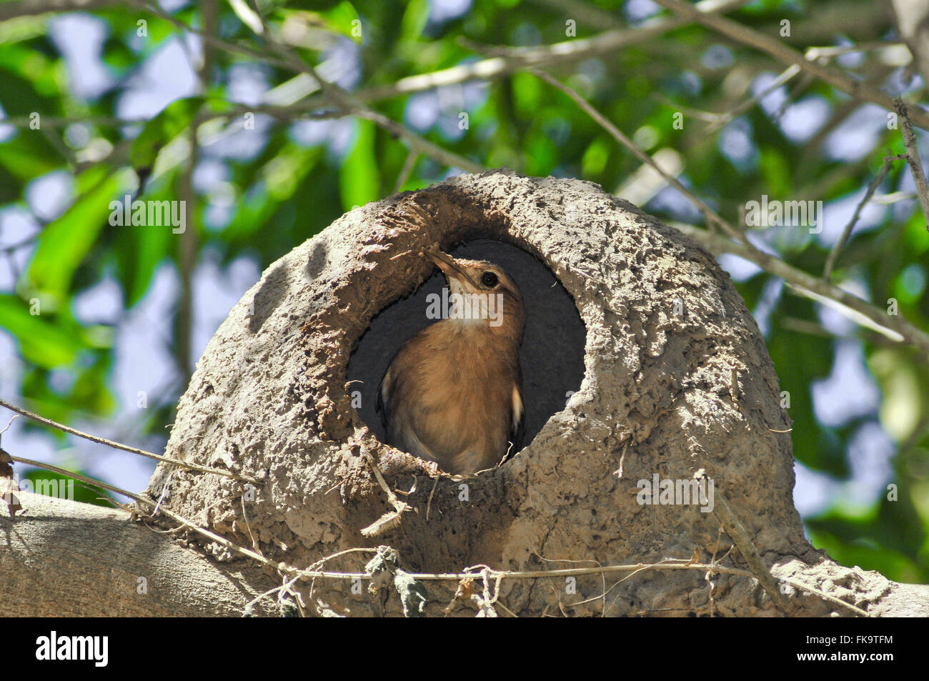 Joao-de-Schlamm - Furnarius Rufus - Gebäude nest Stockfoto