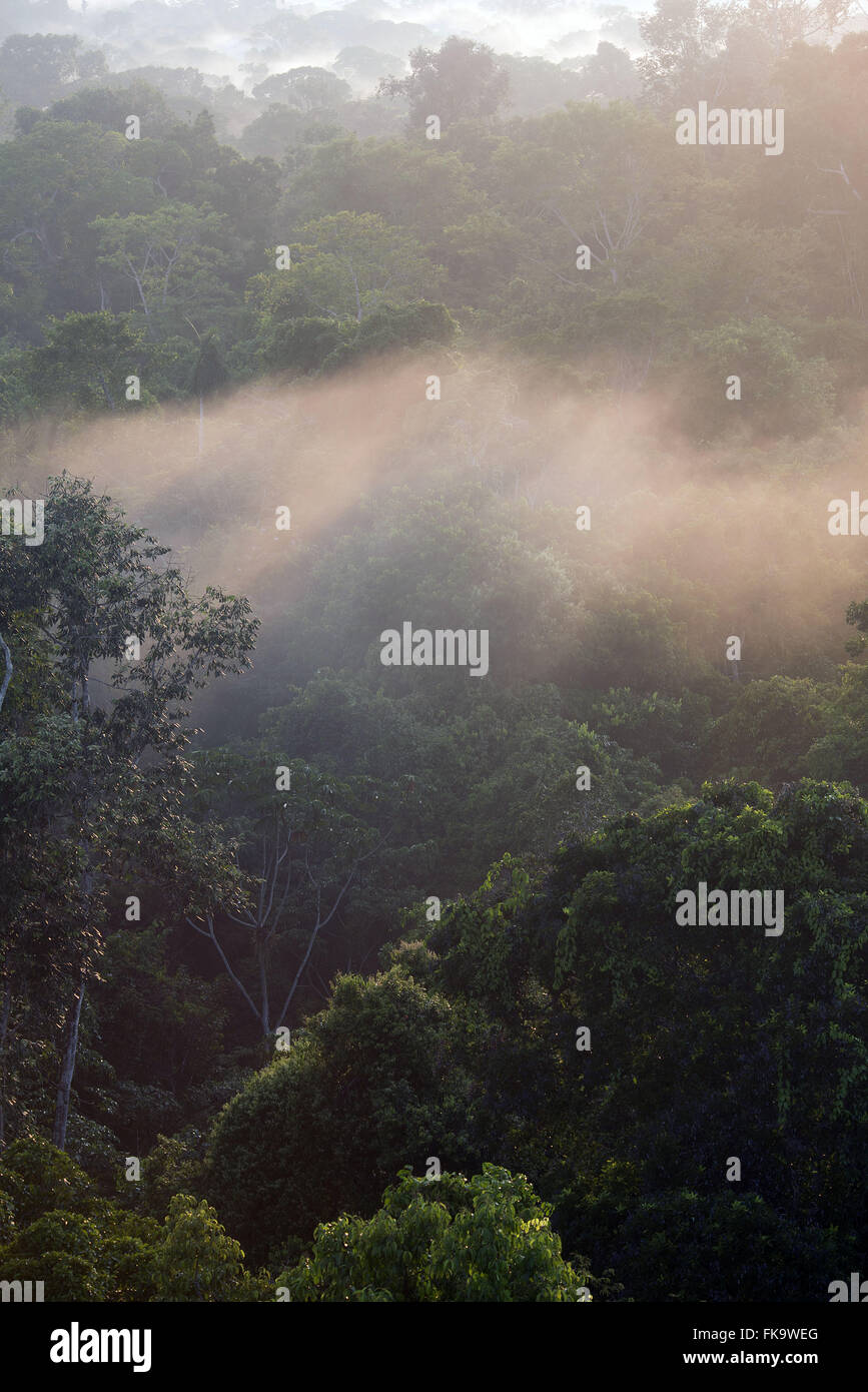 Morgendämmerung auf Amazon Stockfoto