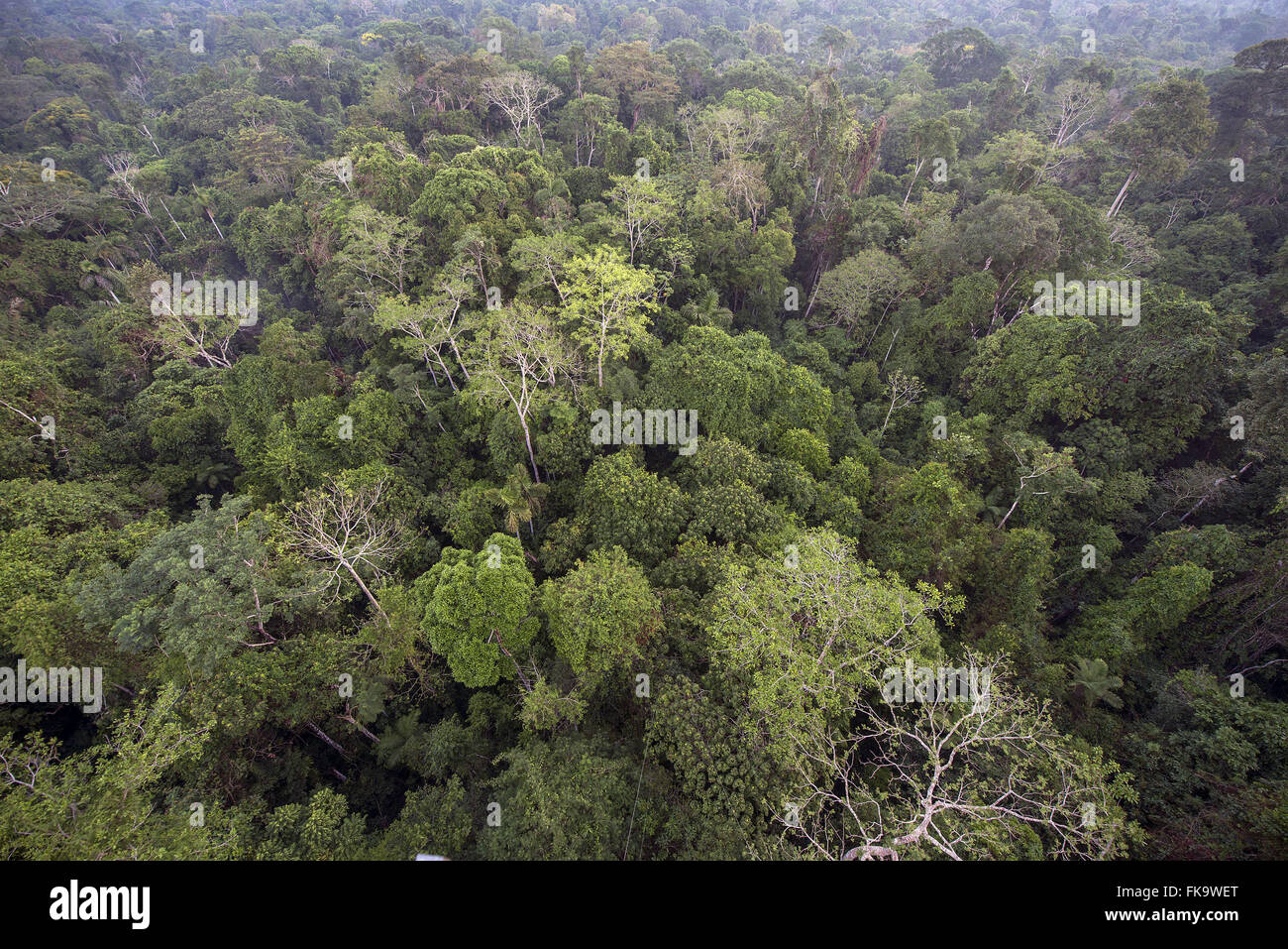 Amazonas von oben -Fotos und -Bildmaterial in hoher Auflösung – Alamy