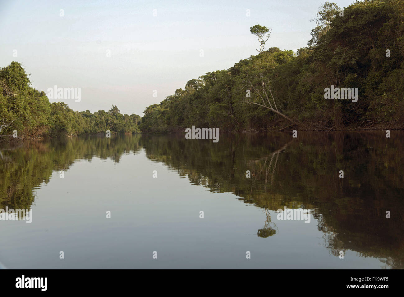 Bank und Ufervegetation des Rio Cristalino Stockfoto