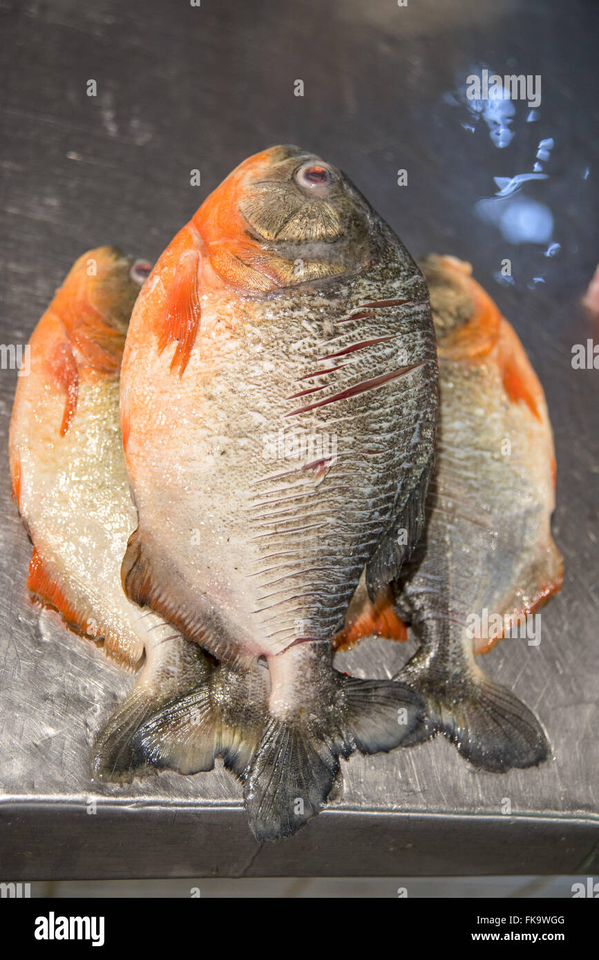 Piranha-rot - Pygocentrus Nattereri - Verkauf am Fischmarkt Stockfoto