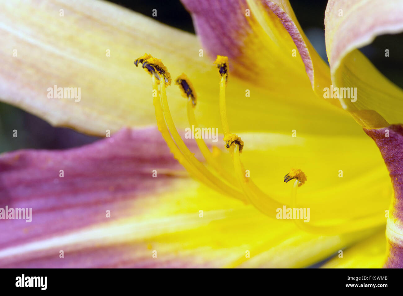 Satz von Lily Staubblätter mit pollen Stockfoto