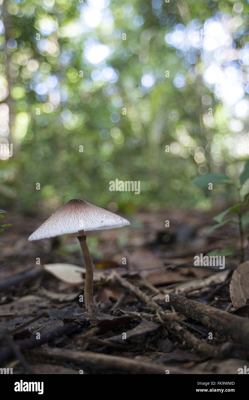 Detail des Pilzes im Boden des Amazonas-Regenwaldes Stockfoto