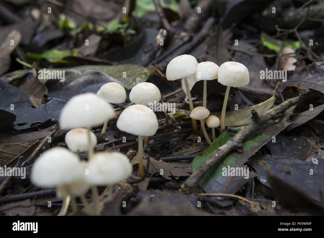 Detail des Pilzes im Boden des Amazonas-Regenwaldes Stockfoto