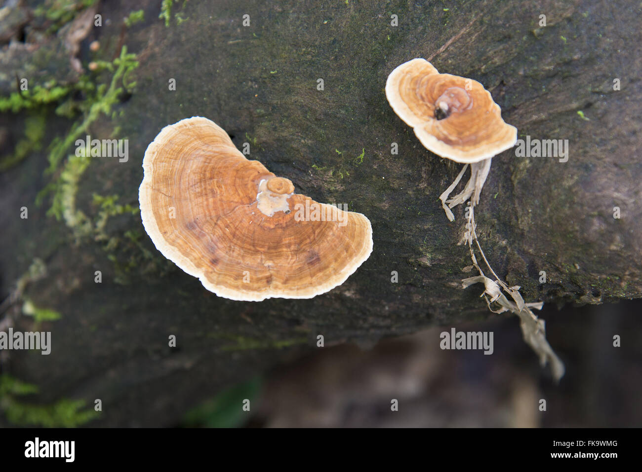 Detail des Pilzes im Amazonas-Regenwald Stockfoto