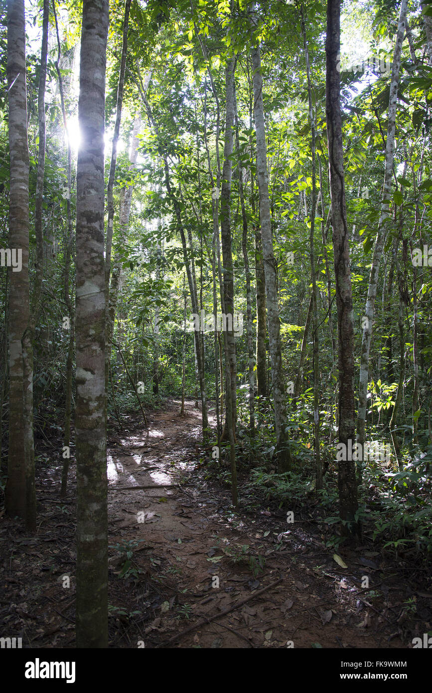 Wanderweg im Amazonas-Regenwald Stockfoto