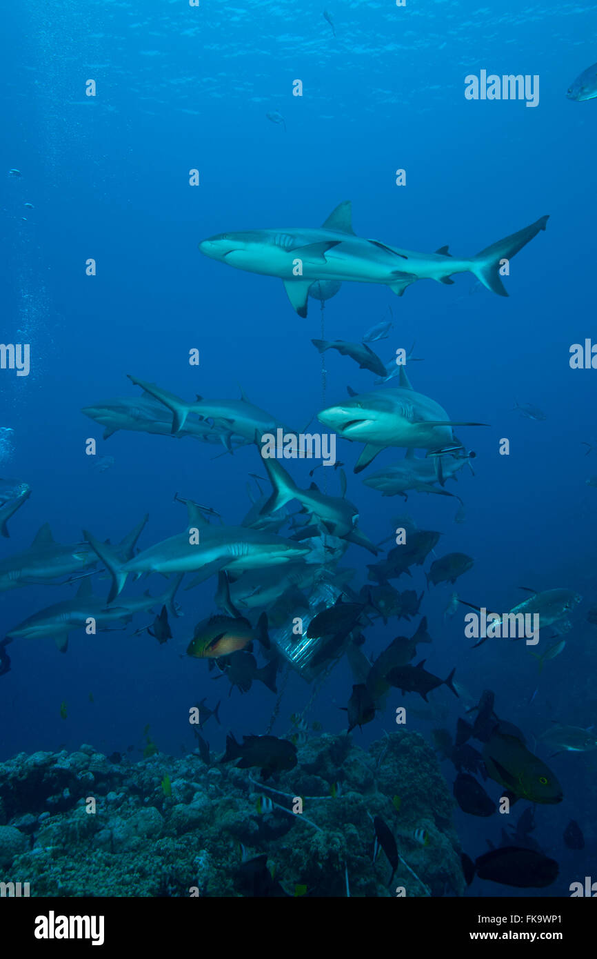 Hai füttern in Nordhorn, Osprey Reef. Vor allem graue Riffhaie Haie (Carcharhinus Amblyrhynchos) Stockfoto
