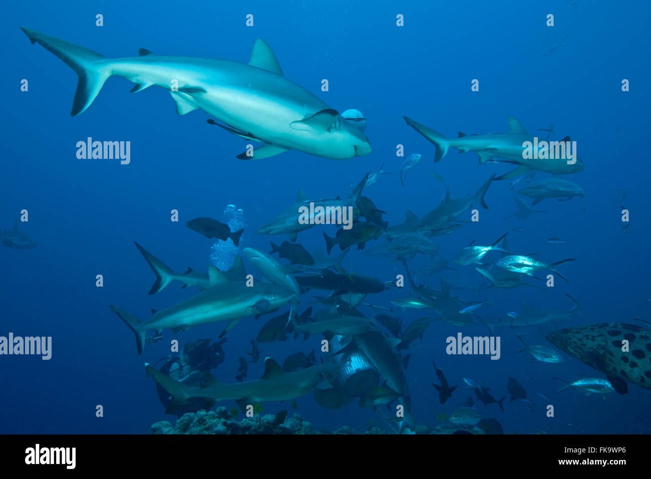 Hai füttern in Nordhorn, Osprey Reef. Vor allem graue Riffhaie Haie (Carcharhinus Amblyrhynchos) Stockfoto